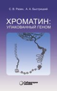 Хроматин: упакованный геном